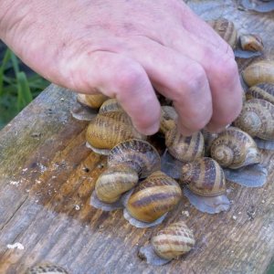 Coquilles en Bauges