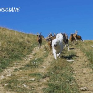 Le GAEC du Lys Blanc