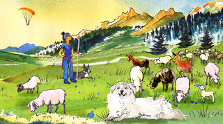Chien de protection des troupeaux, un métier